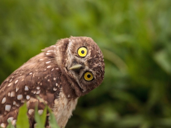 Inspiration owl, Image of a wise owl